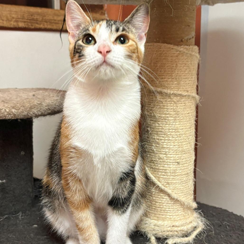 Enlarge Natasha, a Adoptable Domestic Short Hair in Monticello, IL image 1/1