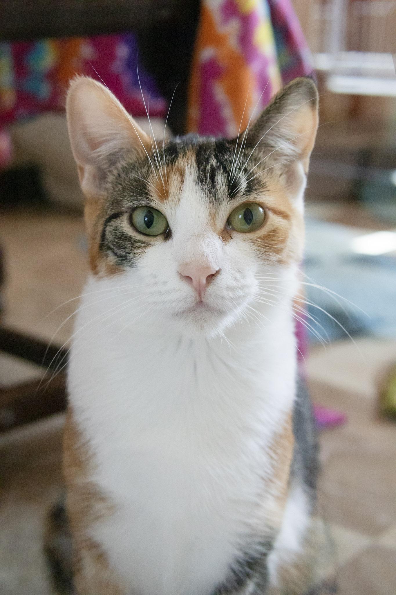Natasha, Adoptable, Young Female Domestic Short Hair.