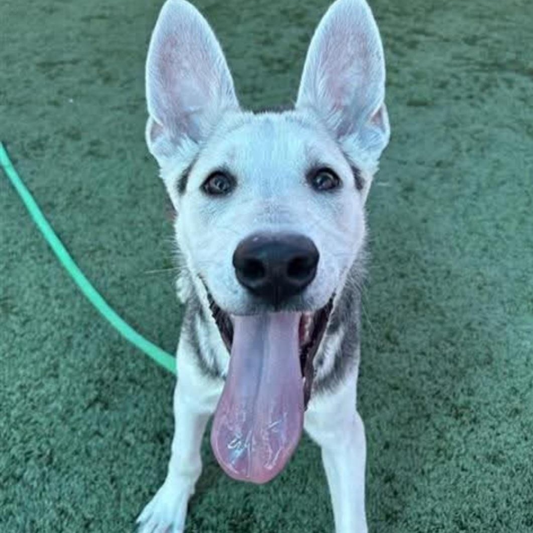 Onyx, a Adoptable mixed breed in Lincoln City, CA image 1/4