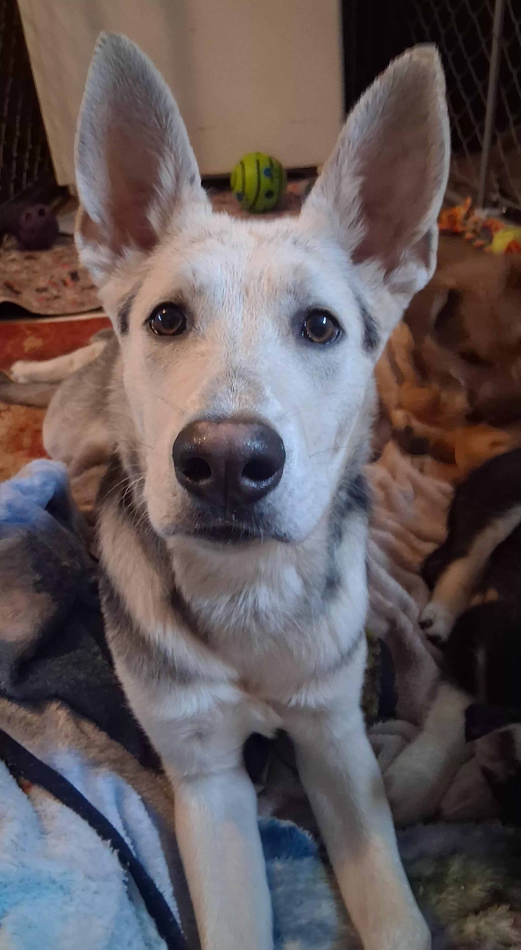 Onyx, a Adoptable mixed breed in Lincoln City, CA image 4/4