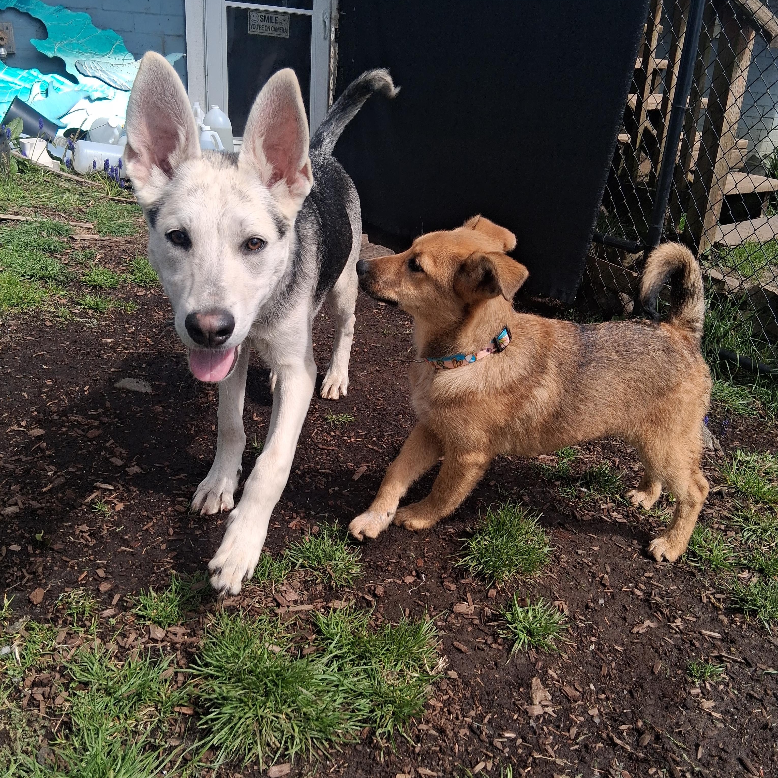Onyx, a Adoptable mixed breed in Lincoln City, CA image 2/4
