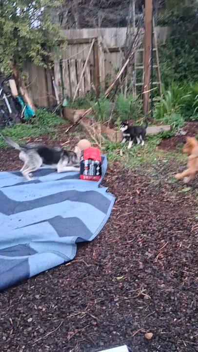 Enlarge Onyx, a Adoptable mixed breed in Lincoln City, CA video 3/4