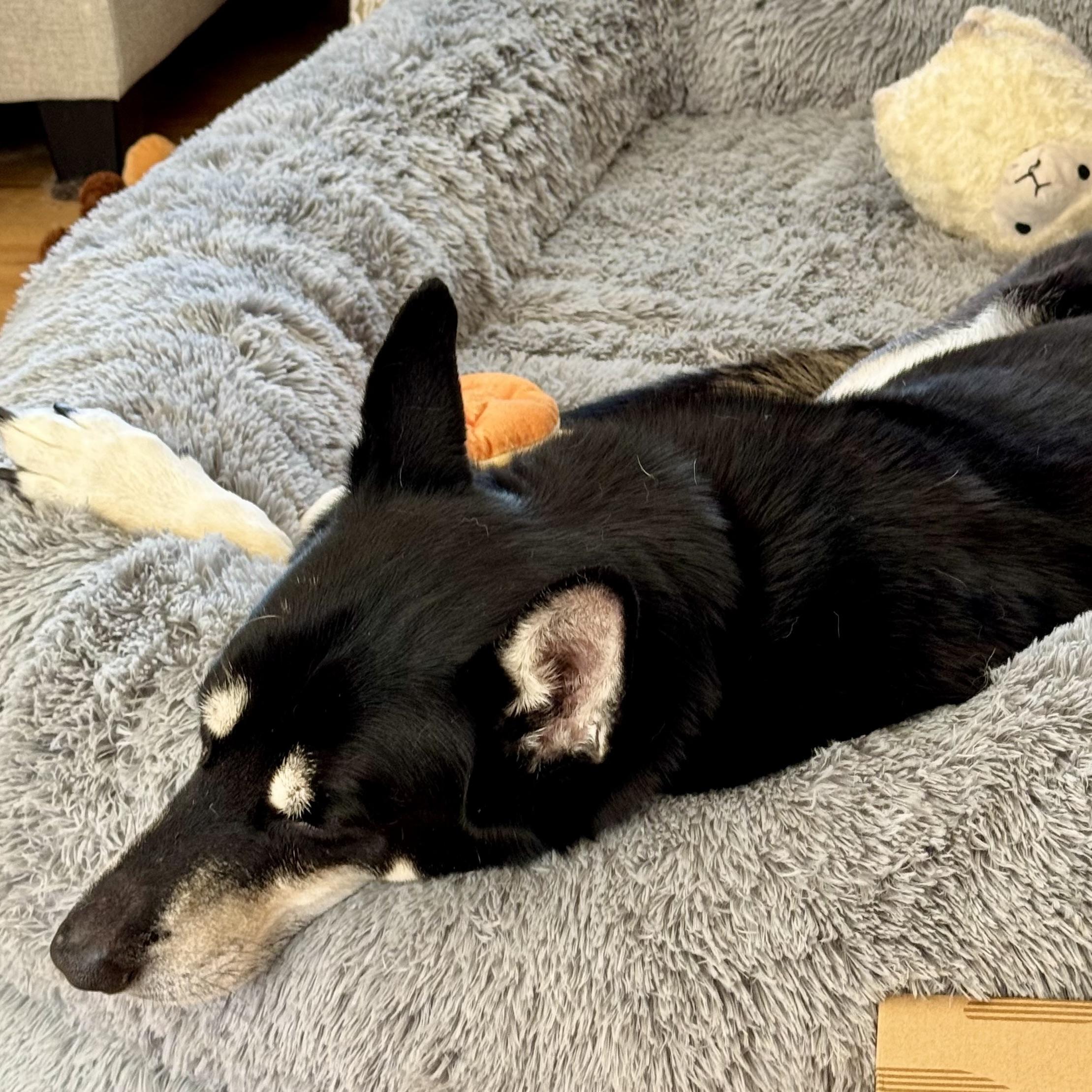 Enlarge Blue, a ADOPTABLE mixed breed in Prior Lake, MN image 6/6