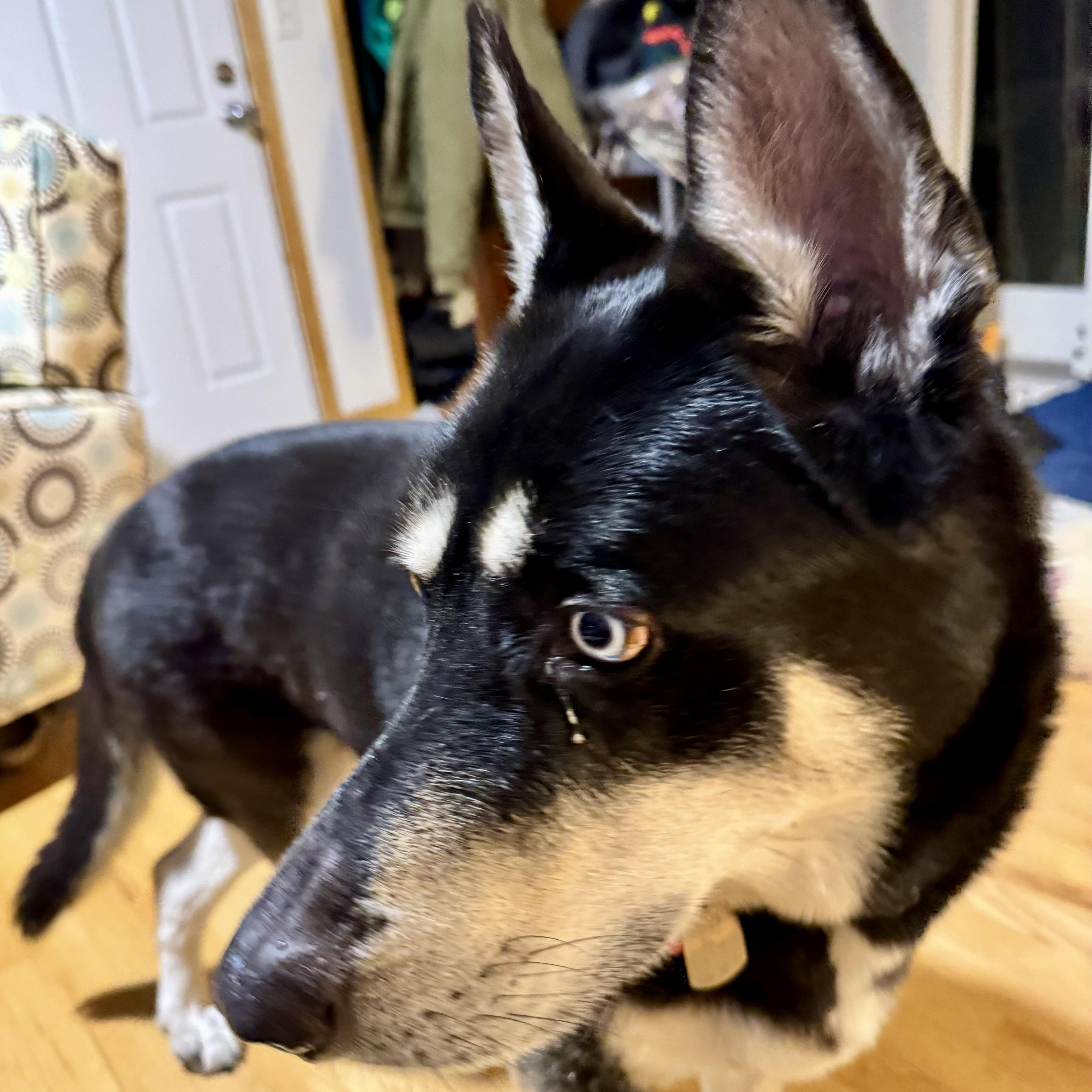 Enlarge Blue, a ADOPTABLE mixed breed in Prior Lake, MN image 3/6