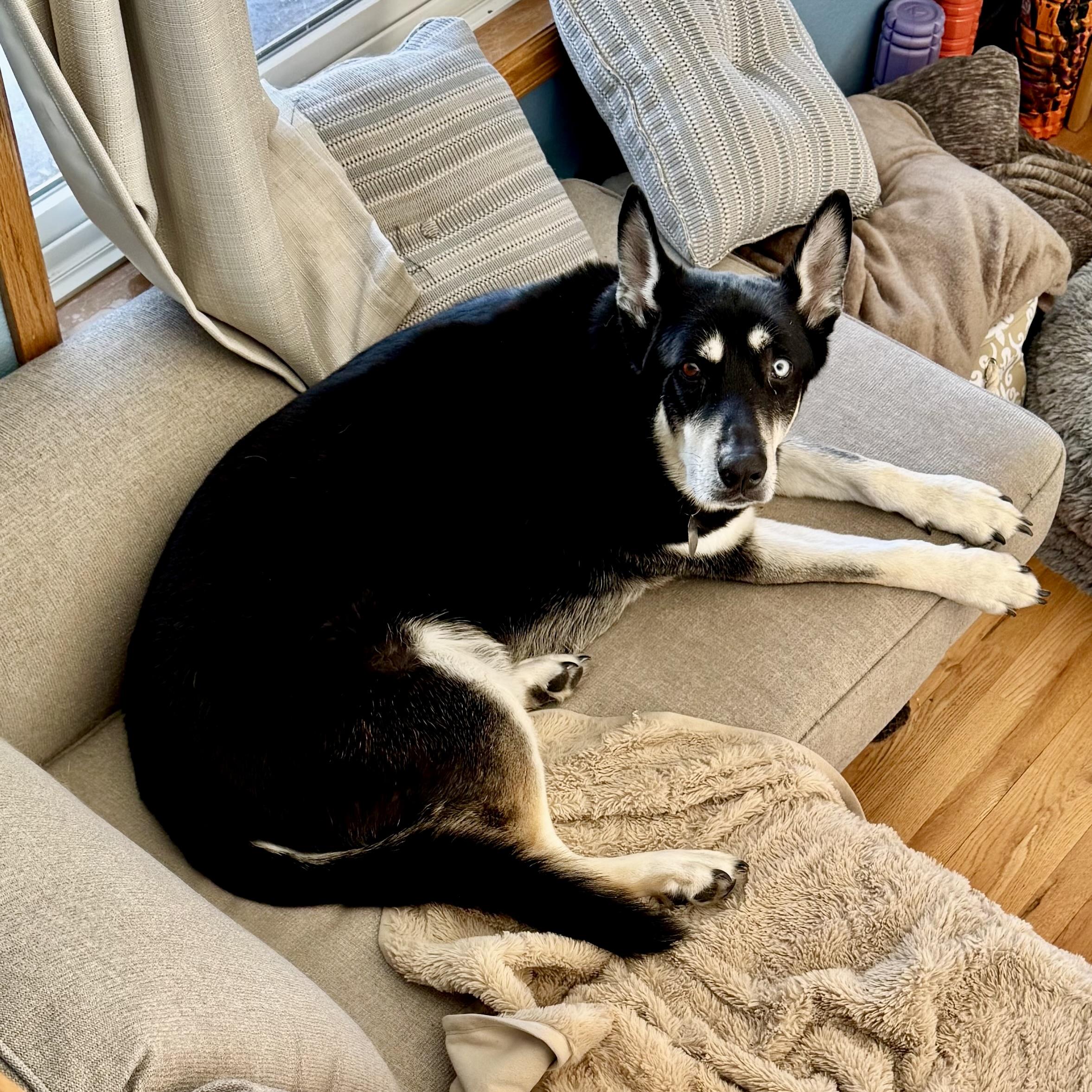 Enlarge Blue, a ADOPTABLE mixed breed in Prior Lake, MN image 5/6