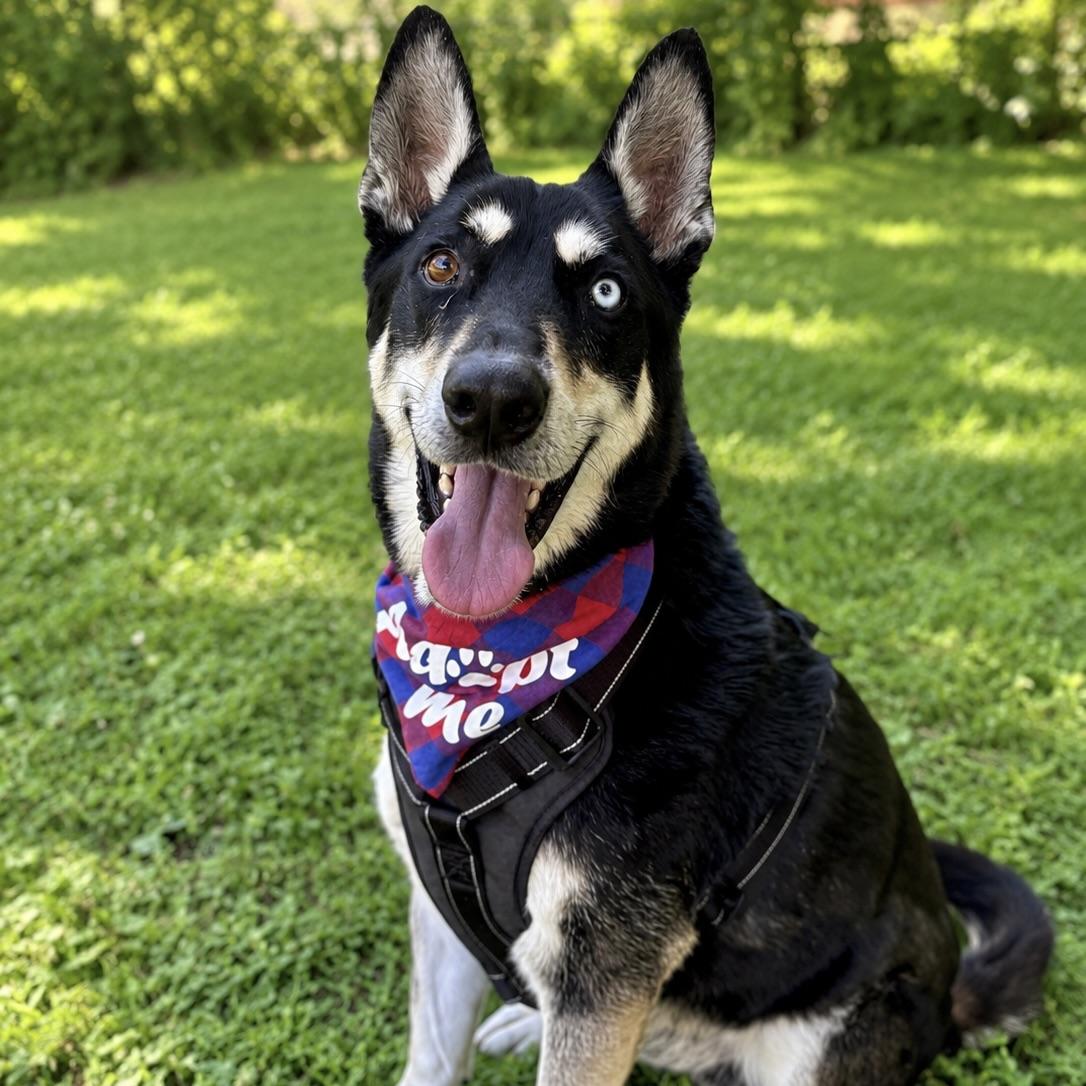 Blue, ADOPTABLE, Adult Male Siberian Husky.