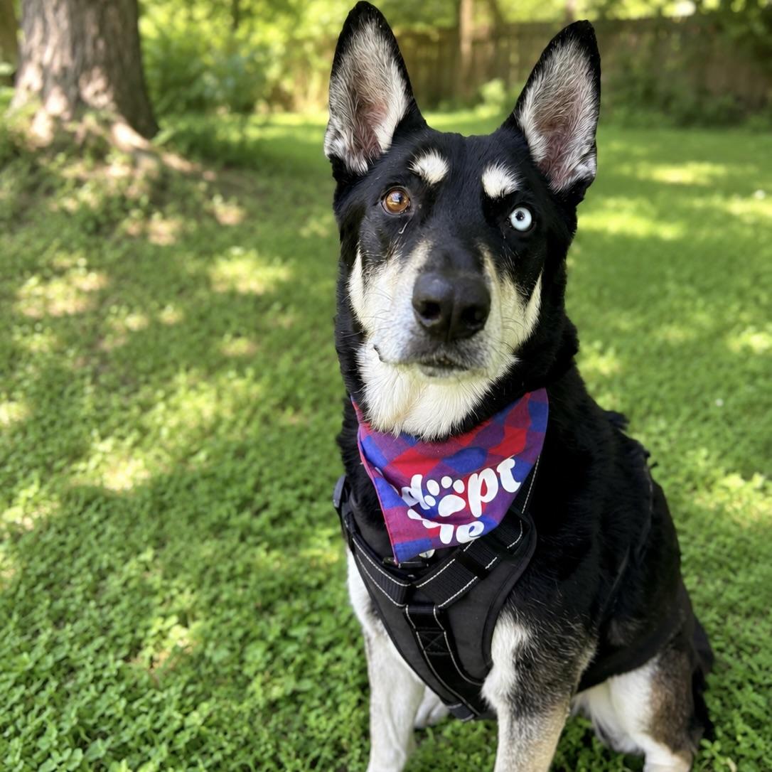 Blue, a ADOPTABLE mixed breed in Prior Lake, MN image 3/6