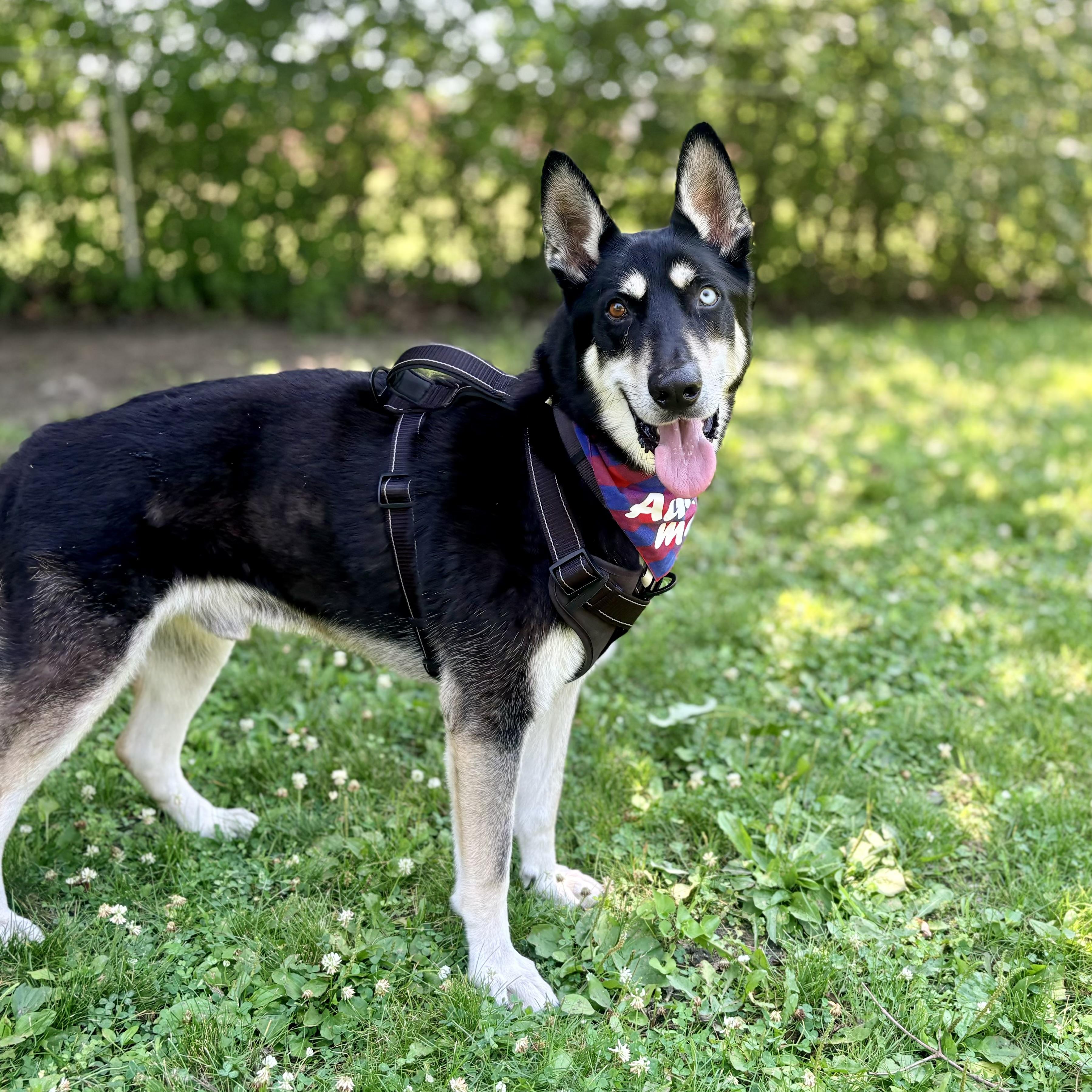 Blue, a ADOPTABLE mixed breed in Prior Lake, MN image 5/6