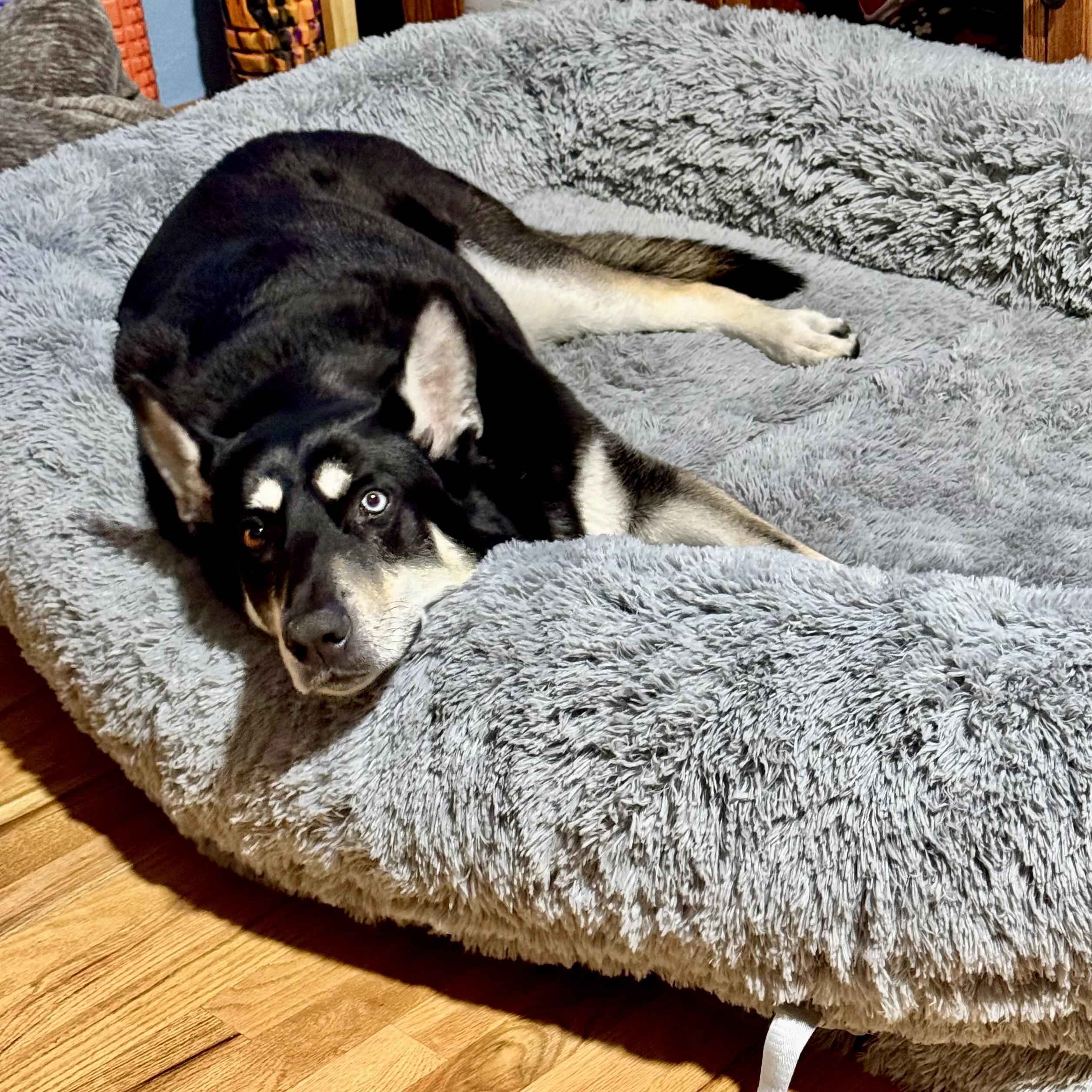 Enlarge Blue, a ADOPTABLE mixed breed in Prior Lake, MN image 4/6