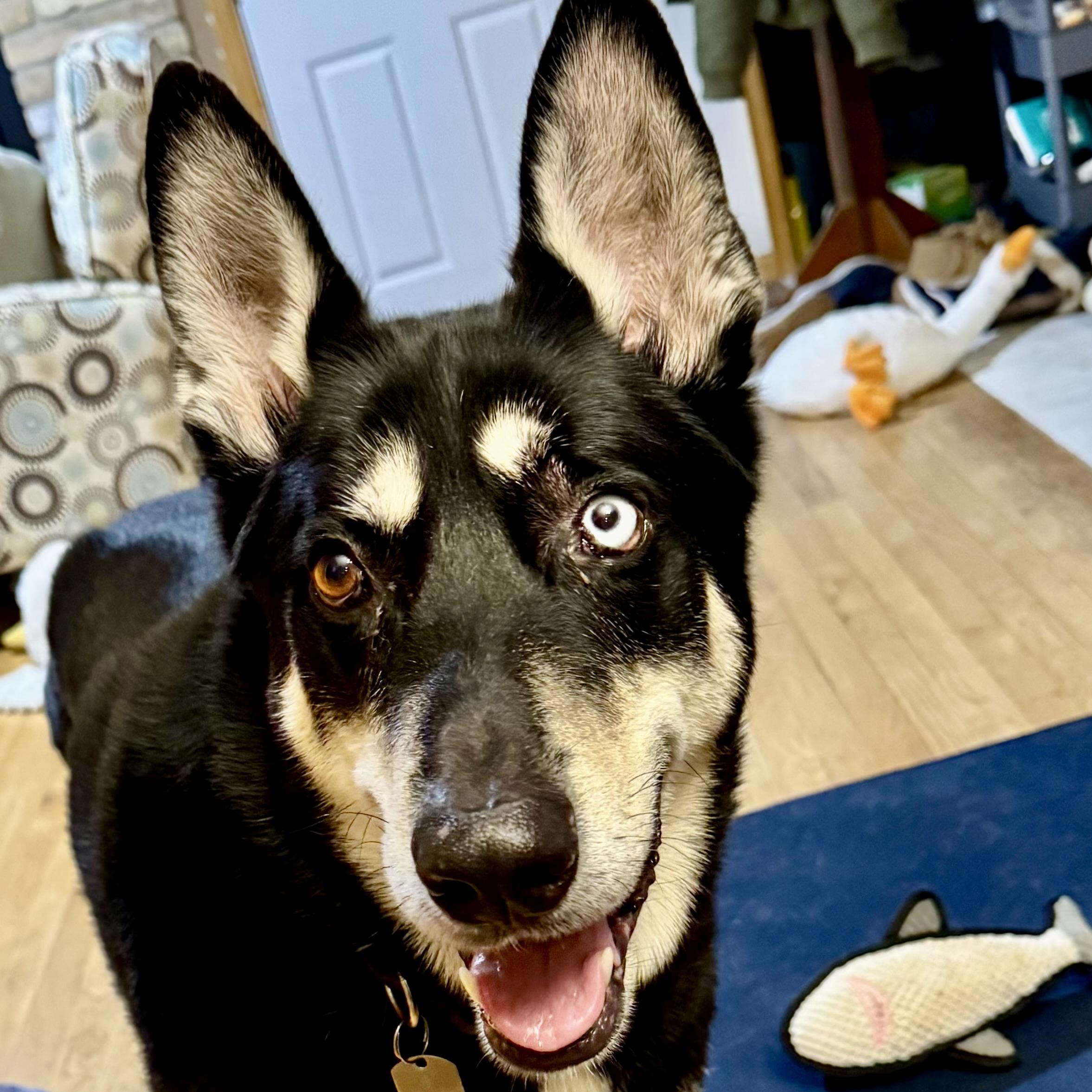 Enlarge Blue, a ADOPTABLE mixed breed in Prior Lake, MN image 1/6