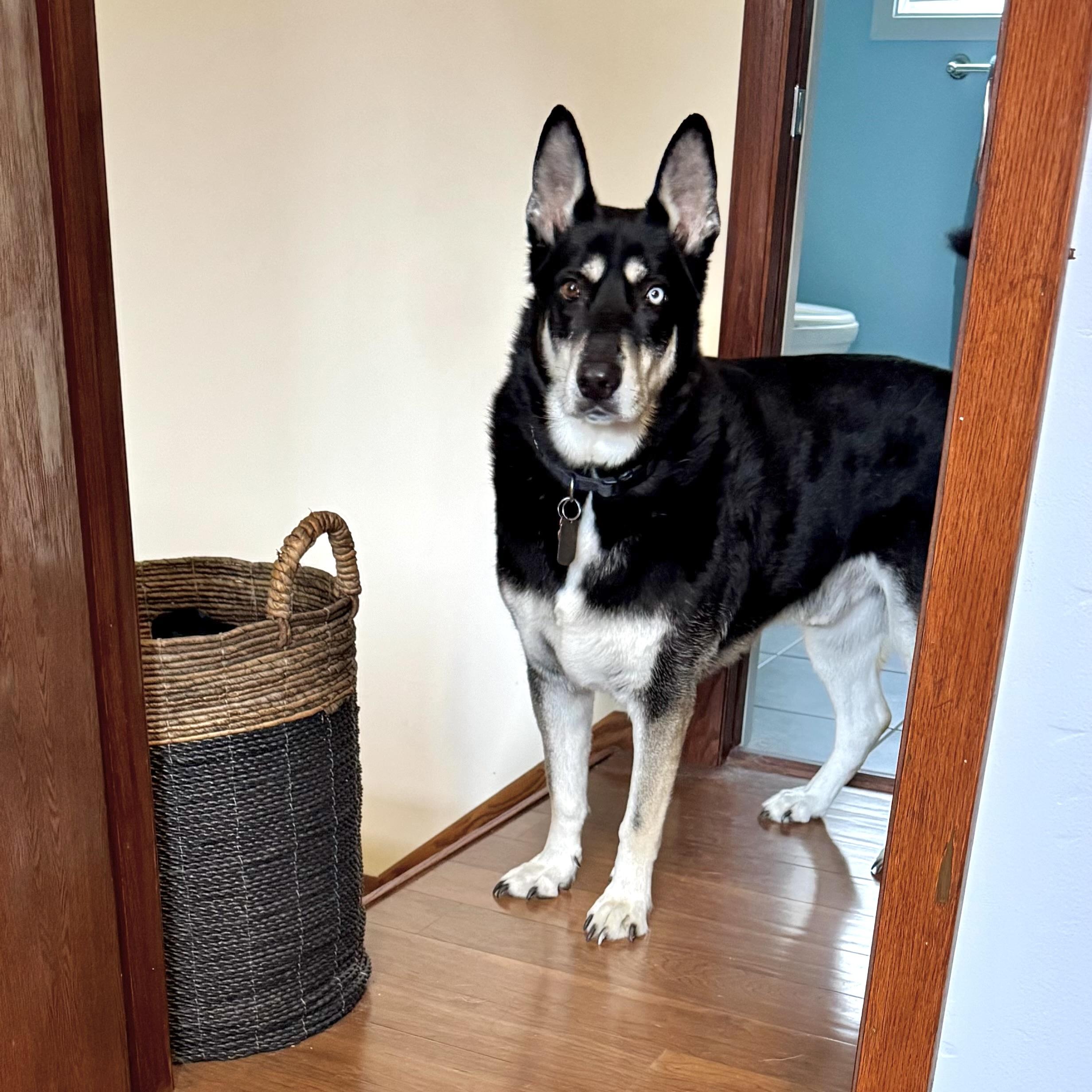 Enlarge Blue, a ADOPTABLE mixed breed in Prior Lake, MN image 2/6