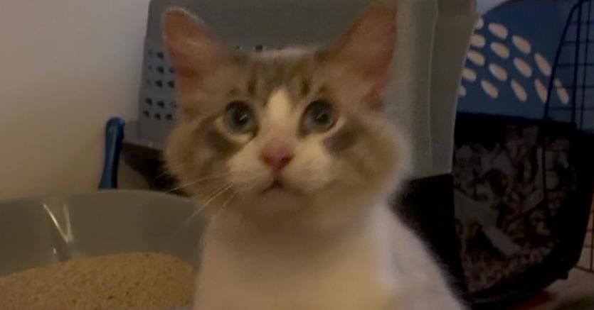 Snowball, Adoptable, Young Male Domestic Long Hair & Siamese.