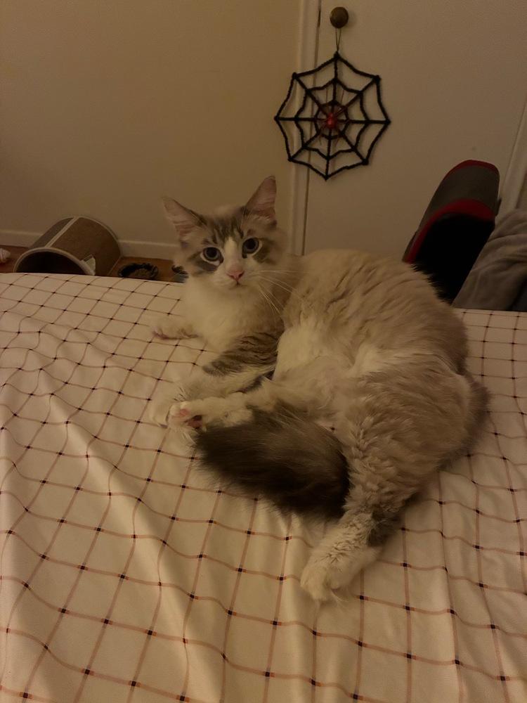Enlarge Snowball, a Adoptable mixed breed in Plymouth, MN image 2/2