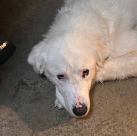 Hobbs, Adoptable, Young Male Great Pyrenees.