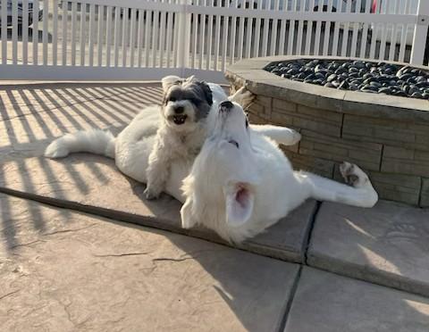 Hobbs, a Adoptable Great Pyrenees in MODESTO, CA image 3/5