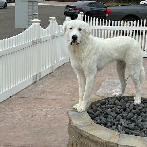 Hobbs, a Adoptable Great Pyrenees in MODESTO, CA image 2/5