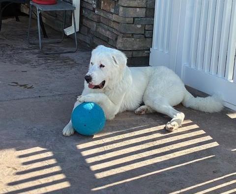 Hobbs, a Adoptable Great Pyrenees in MODESTO, CA image 4/5