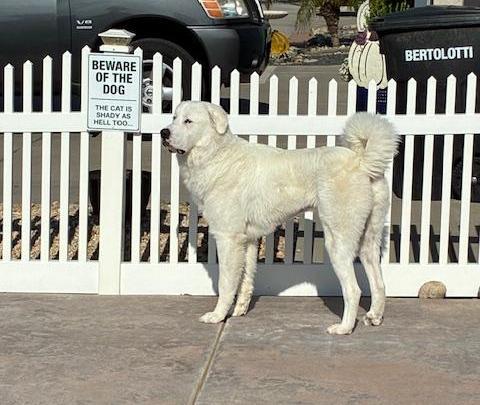 Hobbs, a Adoptable Great Pyrenees in MODESTO, CA image 5/5