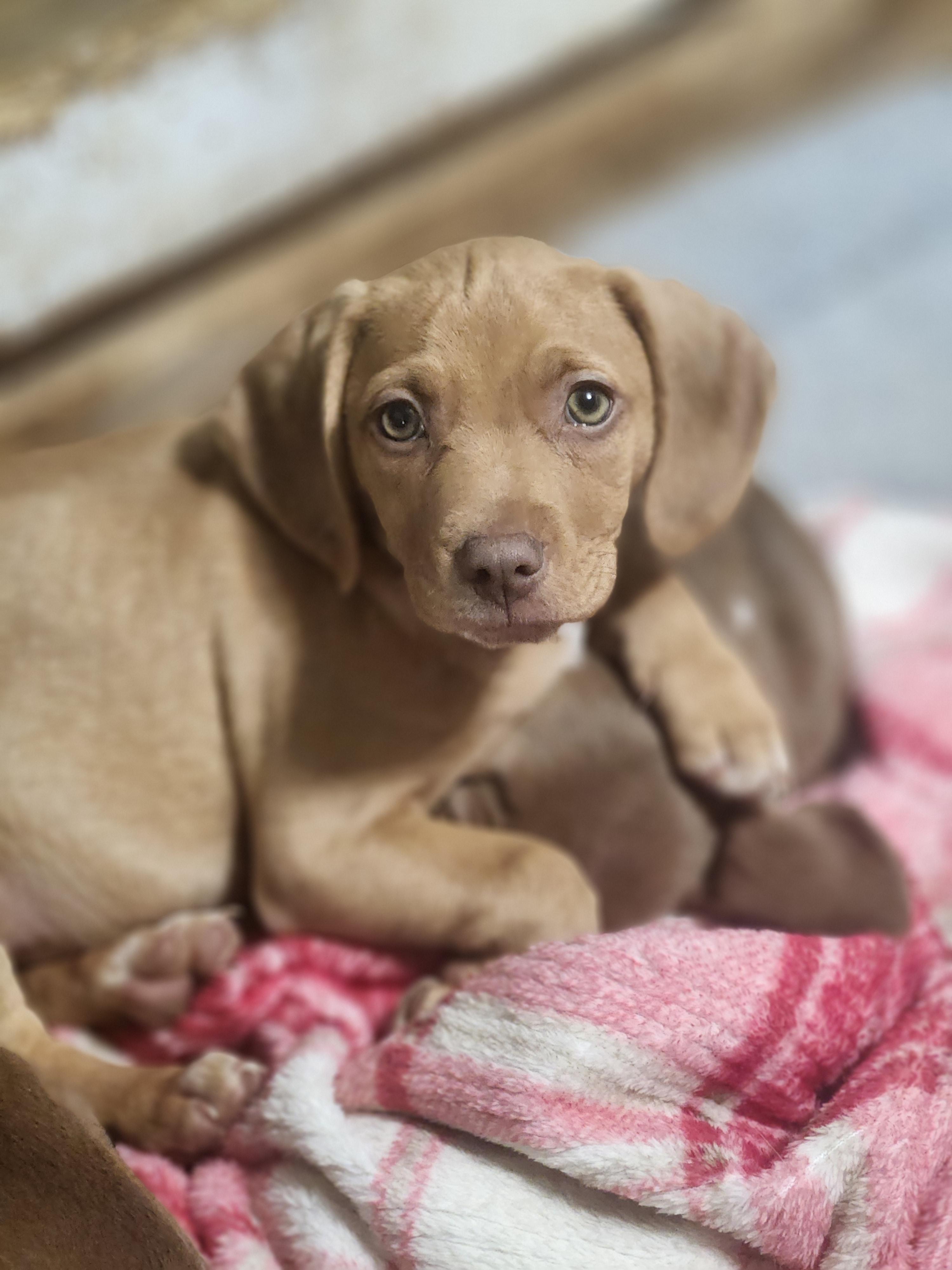 Enlarge Mutsu , an adopted Beagle in Cosby, TN image 1/5