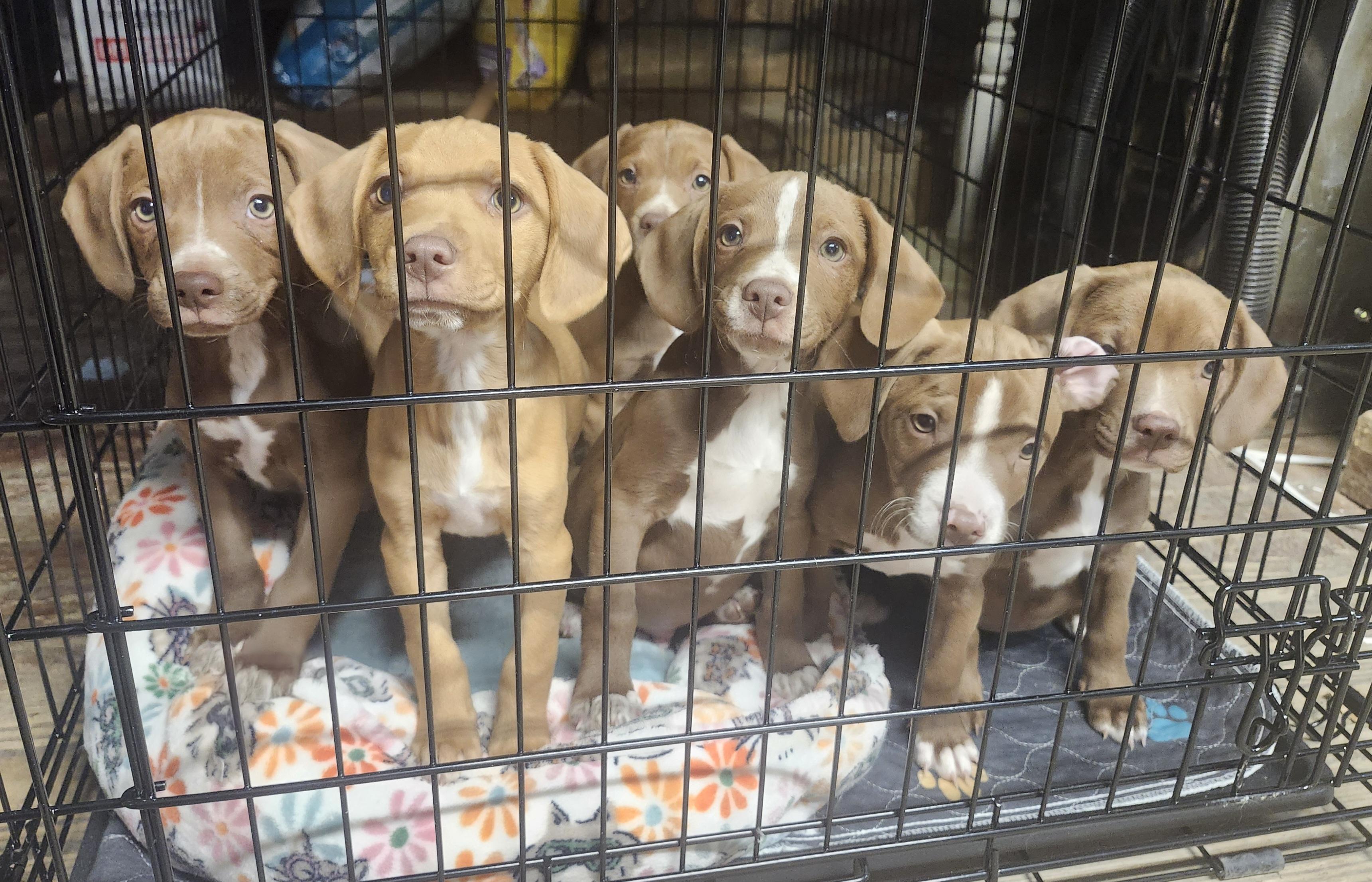 Enlarge Mutsu , an adopted Beagle in Cosby, TN image 4/5