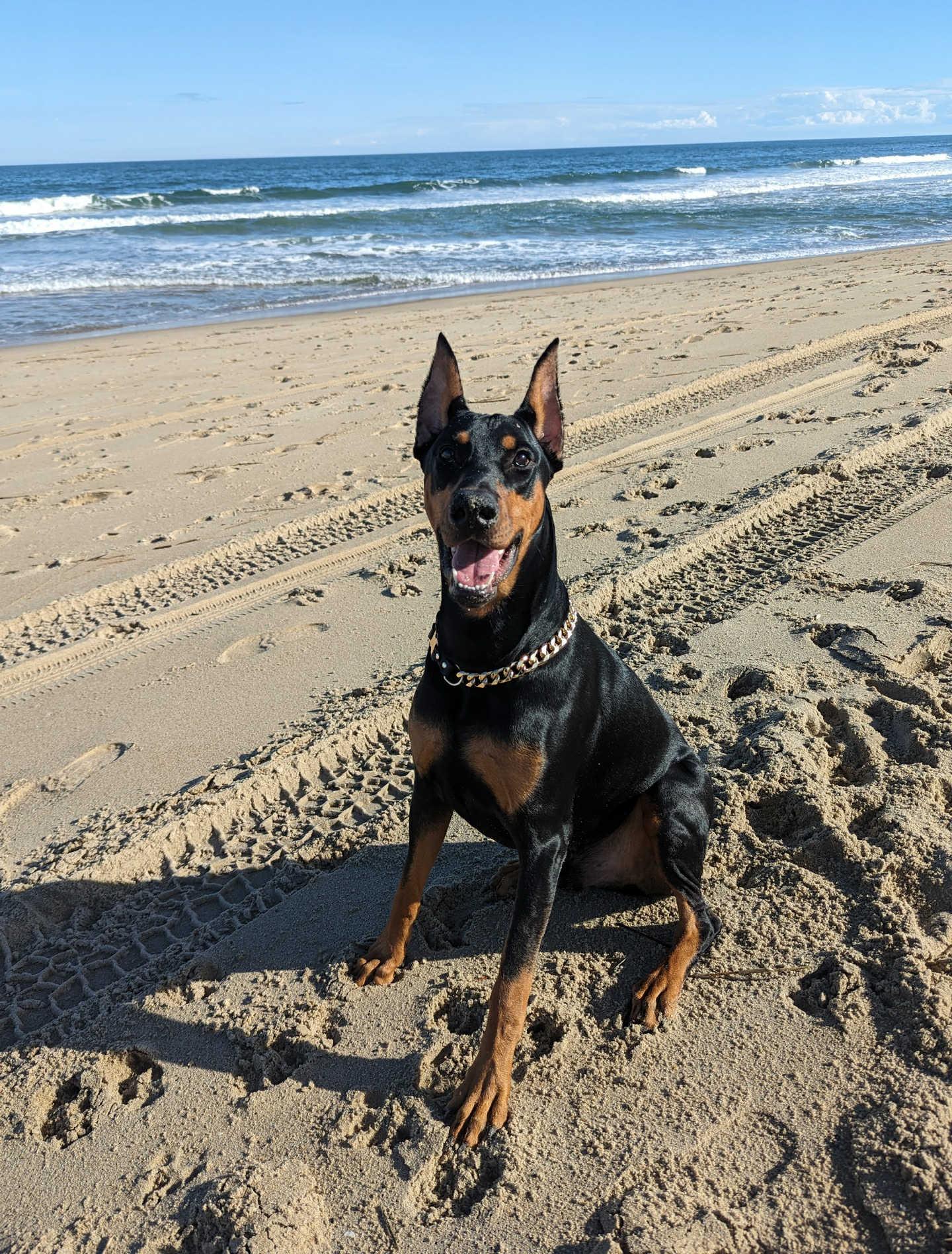 Enlarge Sire, a Adoptable Doberman Pinscher in Phoenixville, PA image 1/1