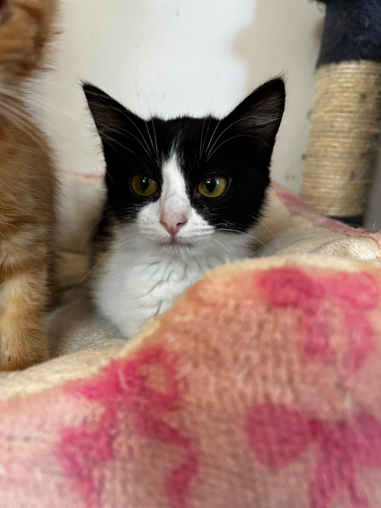 Violet, a Adoptable Domestic Short Hair in Brigham City, UT image 2/2