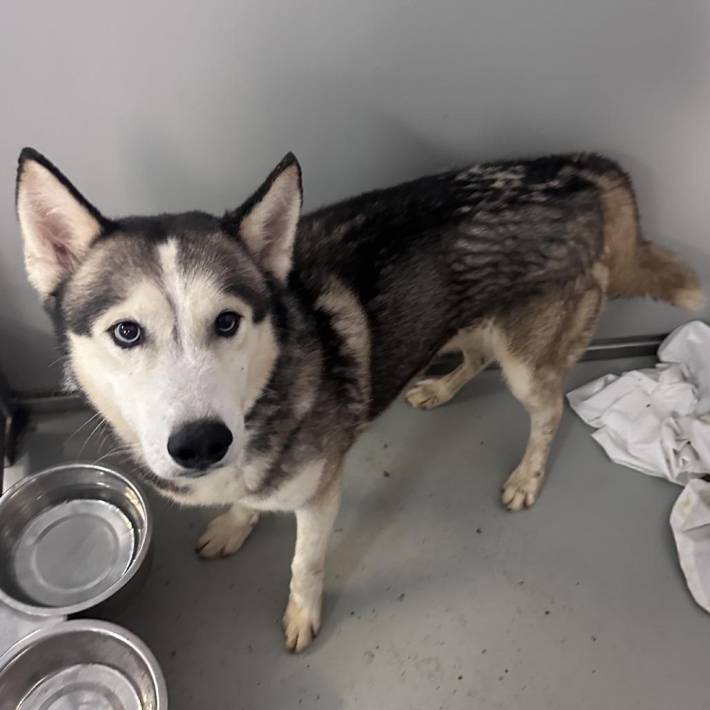 Hachi, Adoptable, Adult Male Siberian Husky.