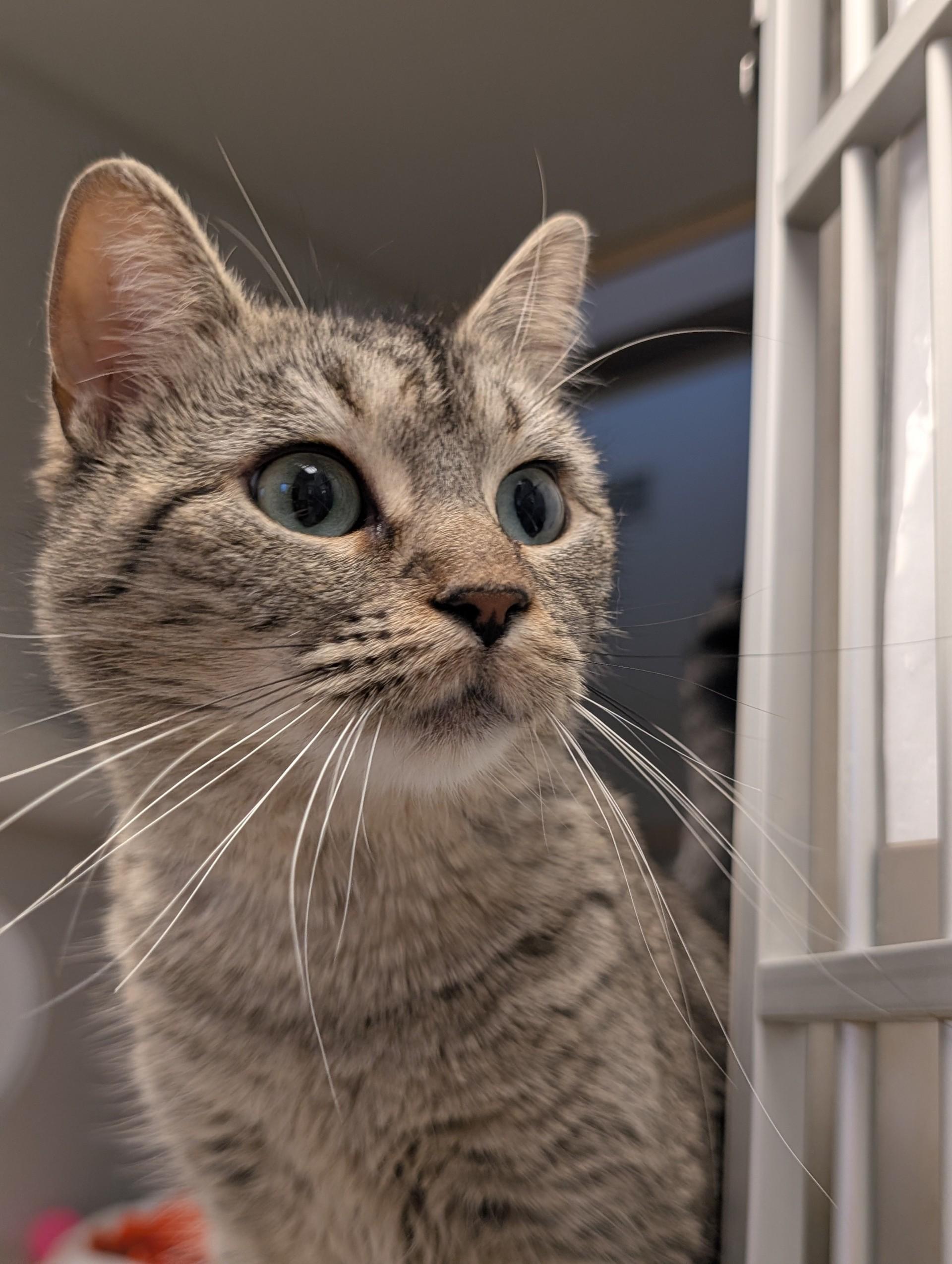 Ivory, Adoptable, Adult Female Domestic Short Hair.