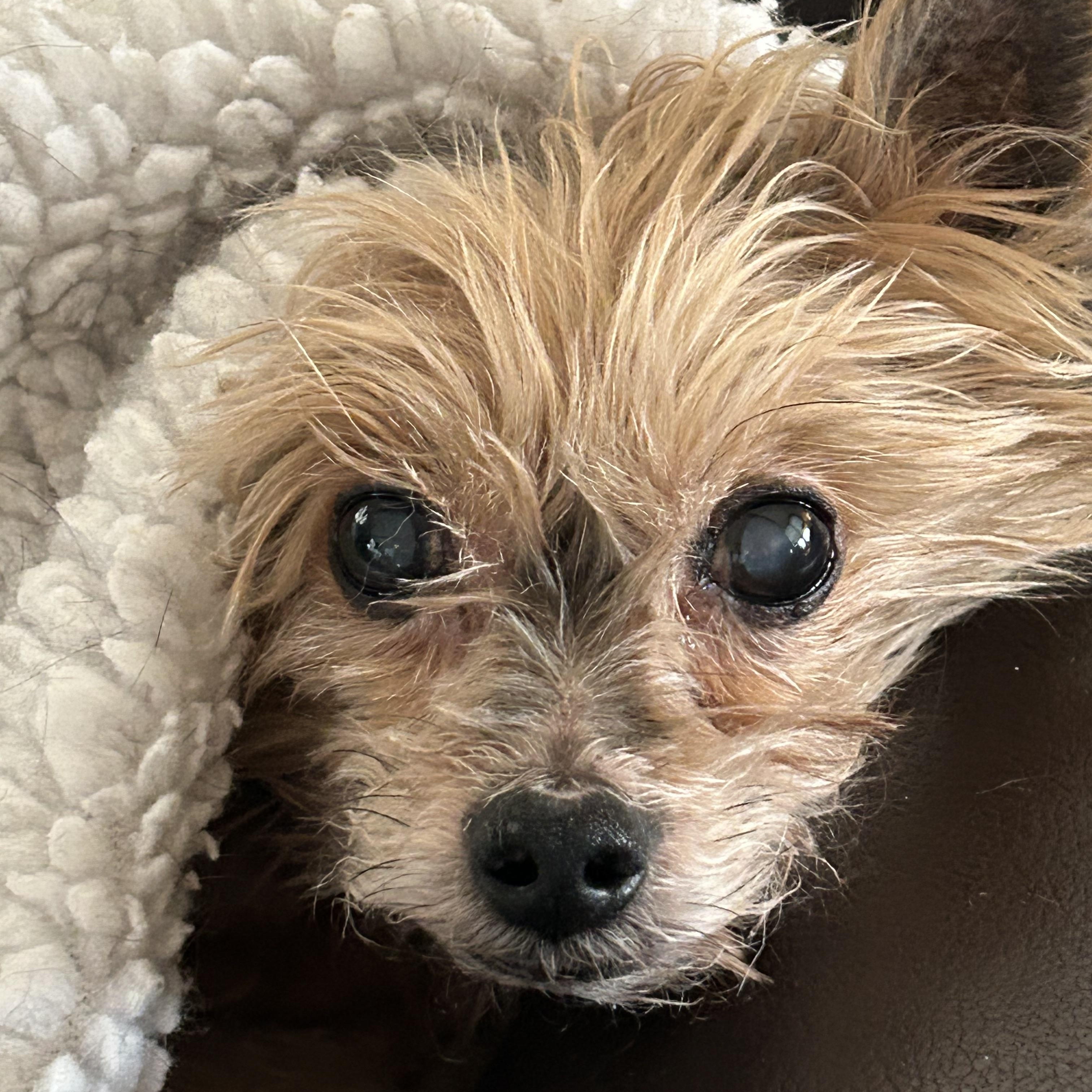 Enlarge Braxton, an adopted Yorkshire Terrier in Rockville, MD image 5/5