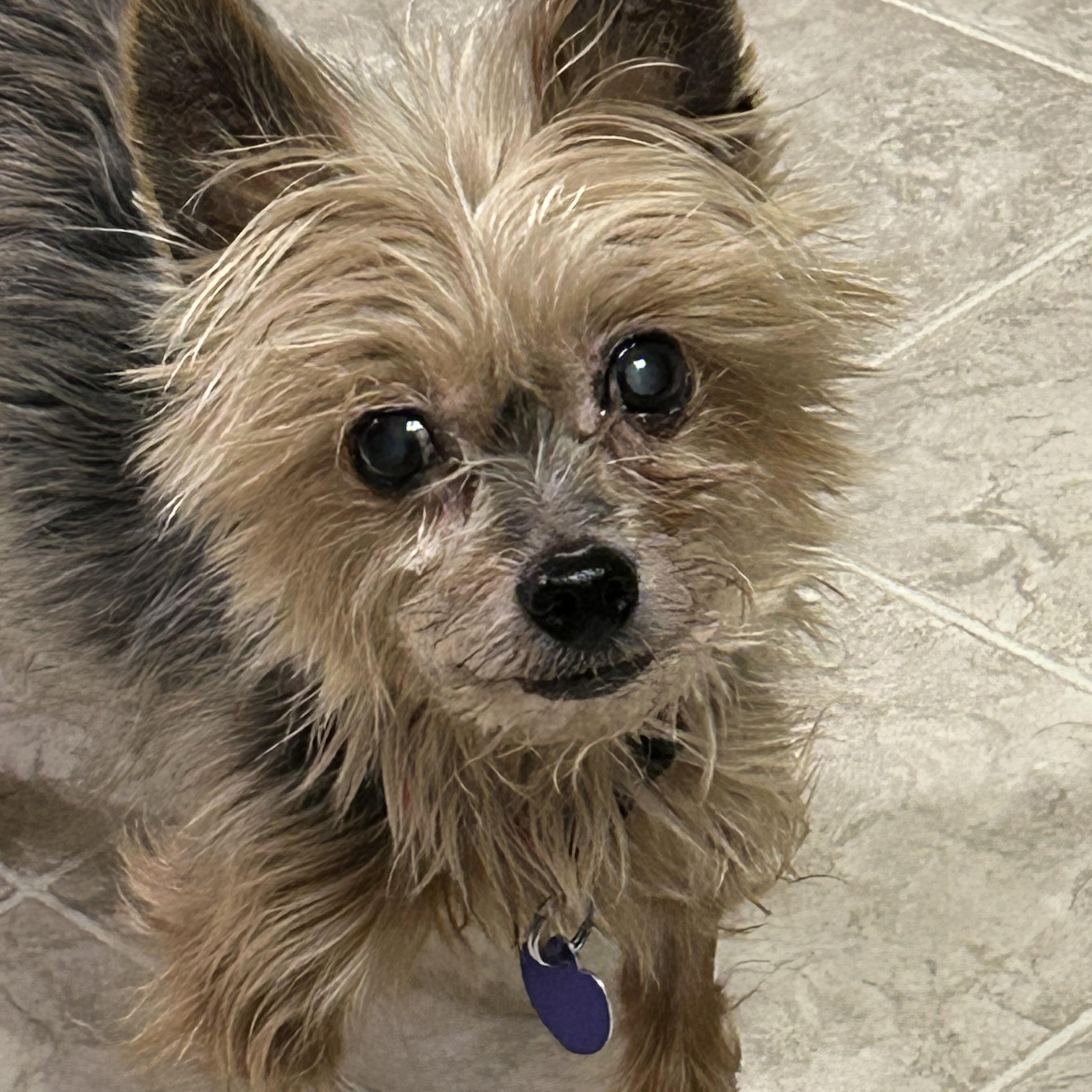 Enlarge Braxton, an adopted Yorkshire Terrier in Rockville, MD image 4/5