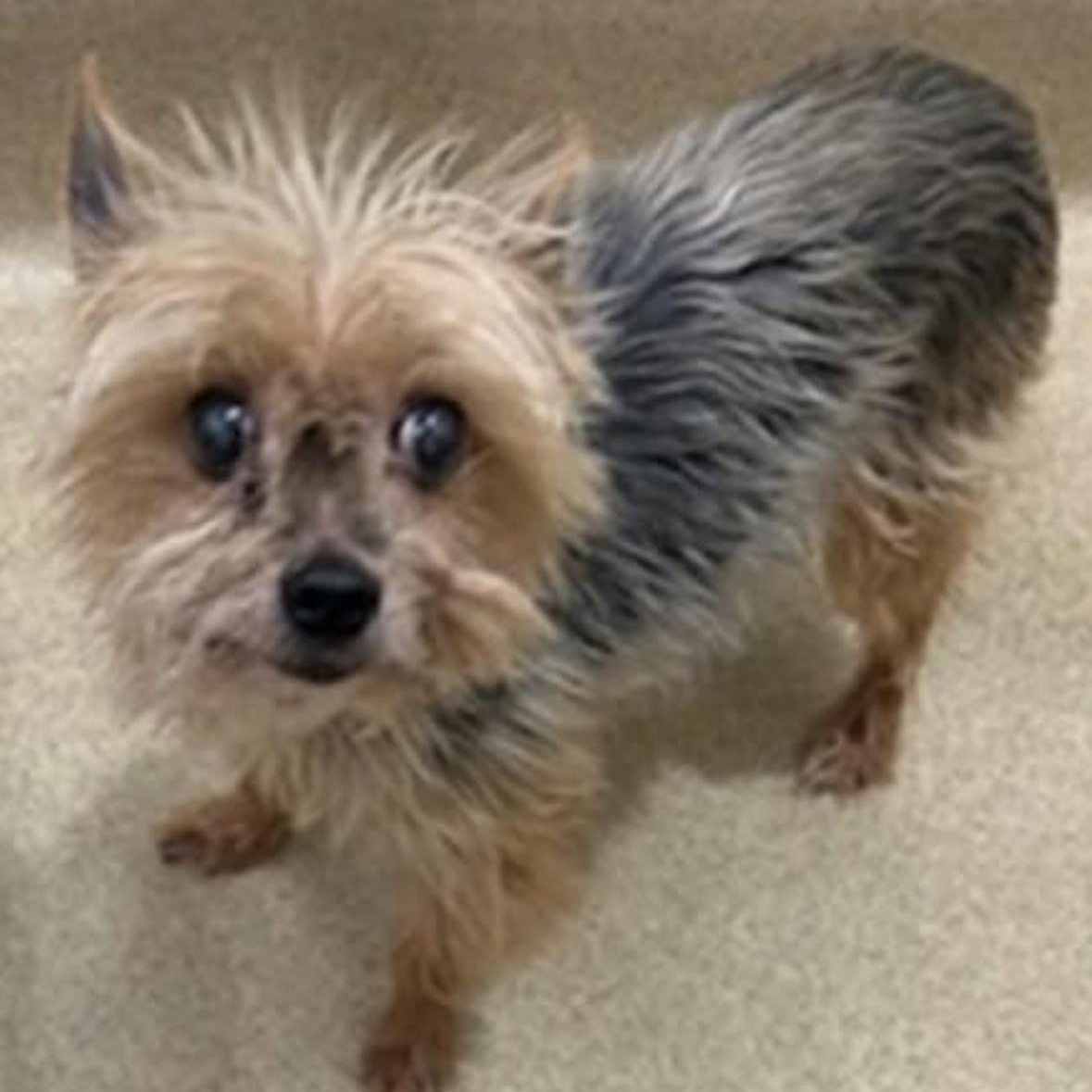 Enlarge Braxton, an adopted Yorkshire Terrier in Rockville, MD image 2/5