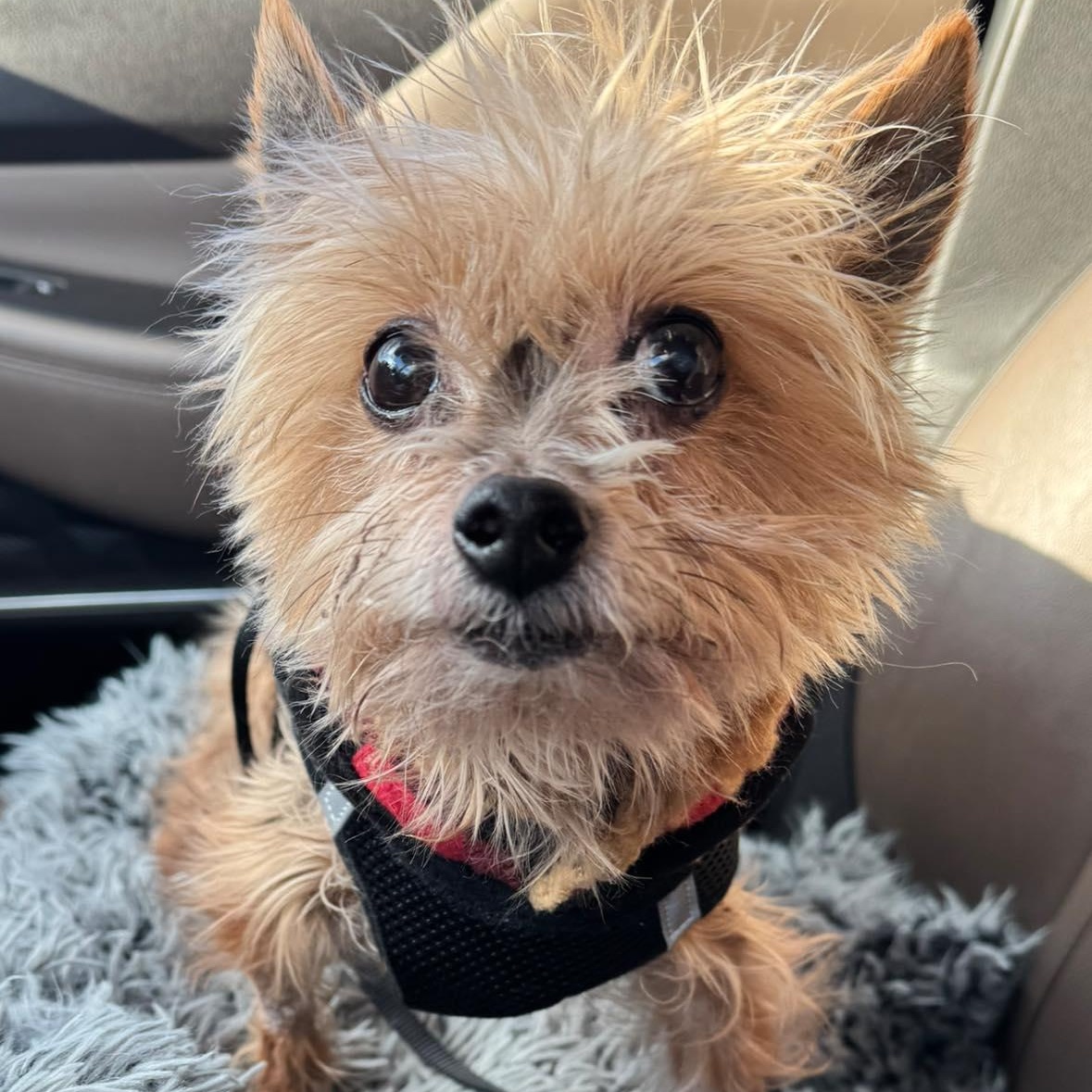 Enlarge Braxton, an adopted Yorkshire Terrier in Rockville, MD image 1/5