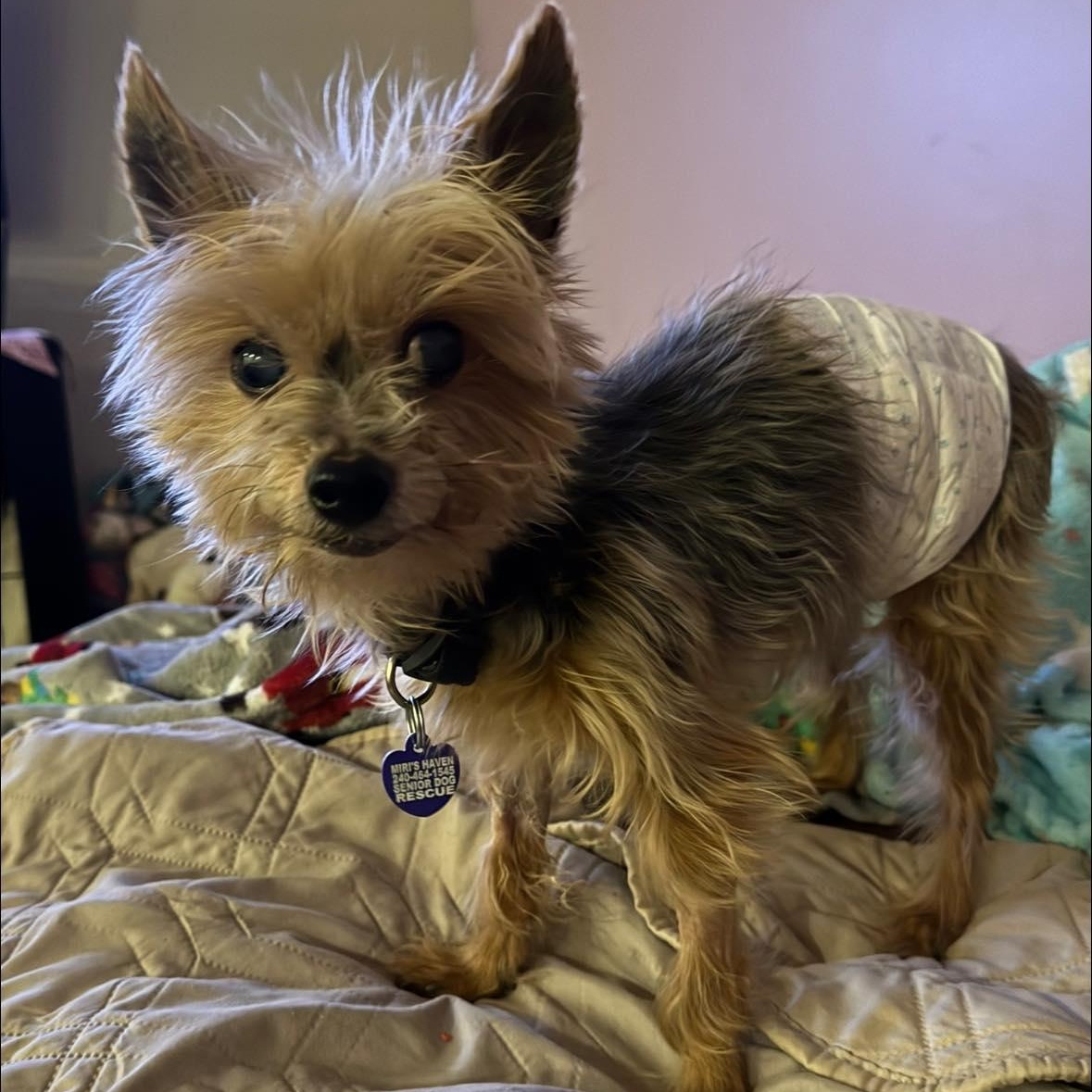 Enlarge Braxton, an adopted Yorkshire Terrier in Rockville, MD image 3/5