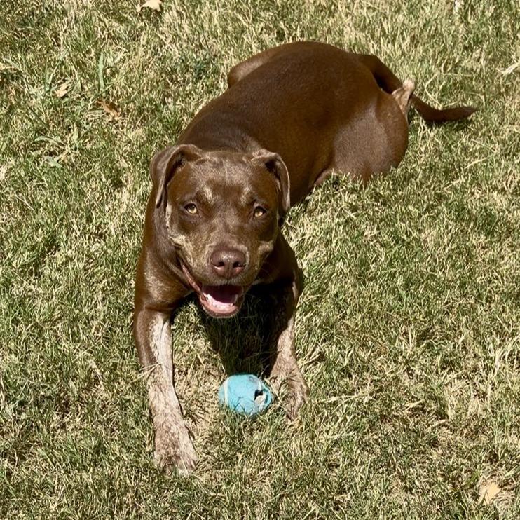 Lynne, Adoptable, Adult Female Pit Bull Terrier.