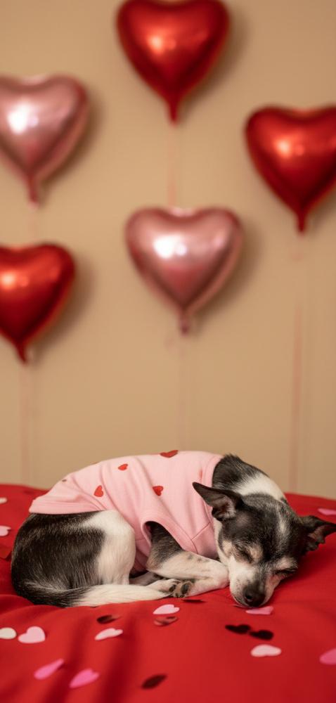 Enlarge Pixie Dust sanctuary dog, a Adoptable Chihuahua in Blanchard, OK image 1/6