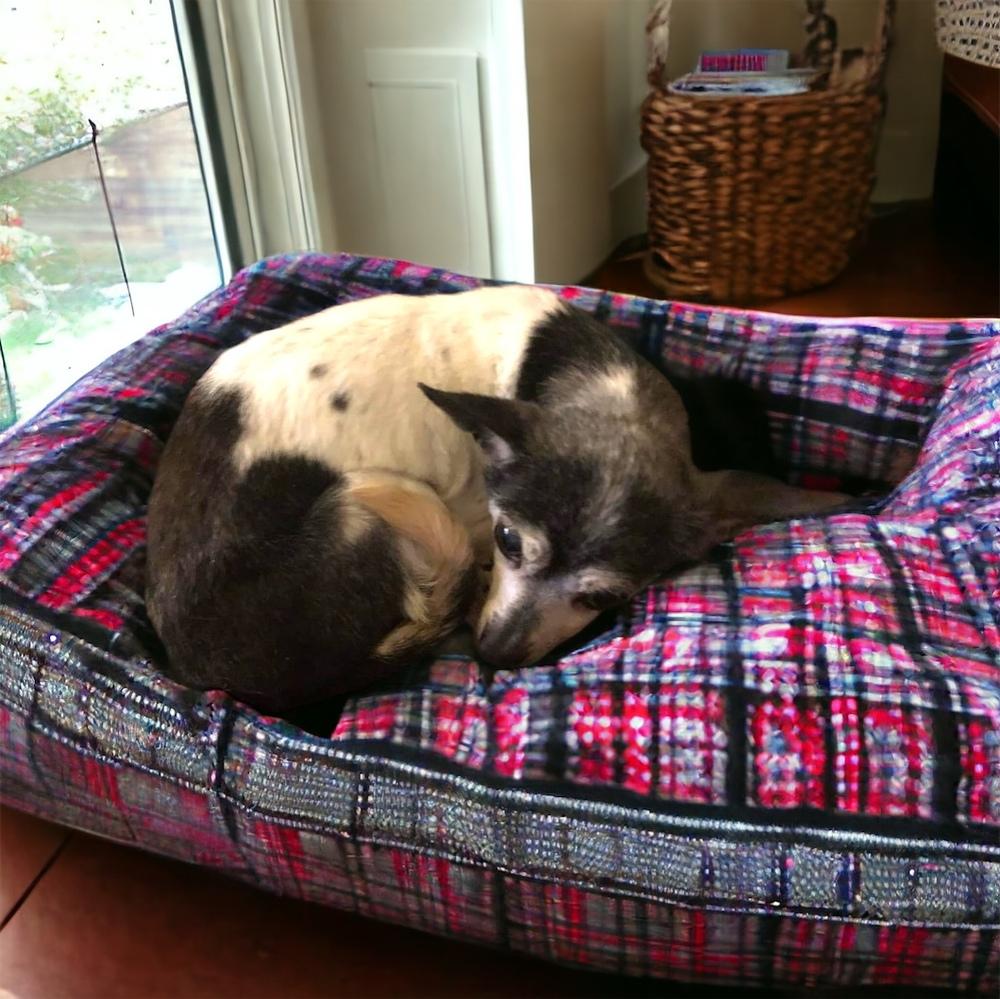 Pixie Dust sanctuary dog, Adoptable, Senior Female Chihuahua.