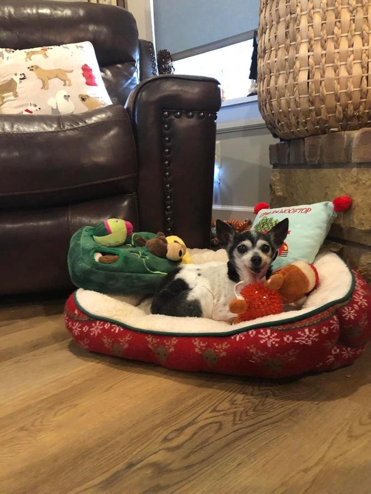 Pixie Dust sanctuary dog — thumbnail 3