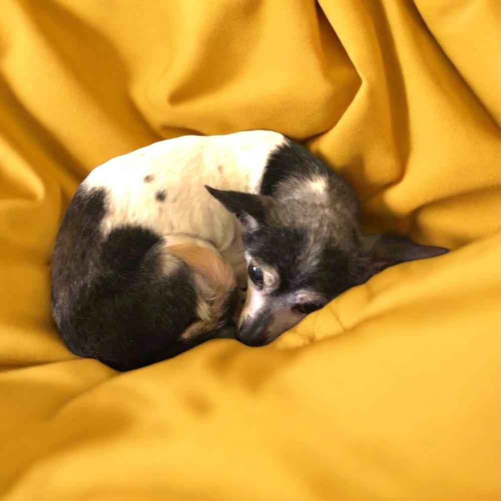 Pixie Dust sanctuary dog — thumbnail 4