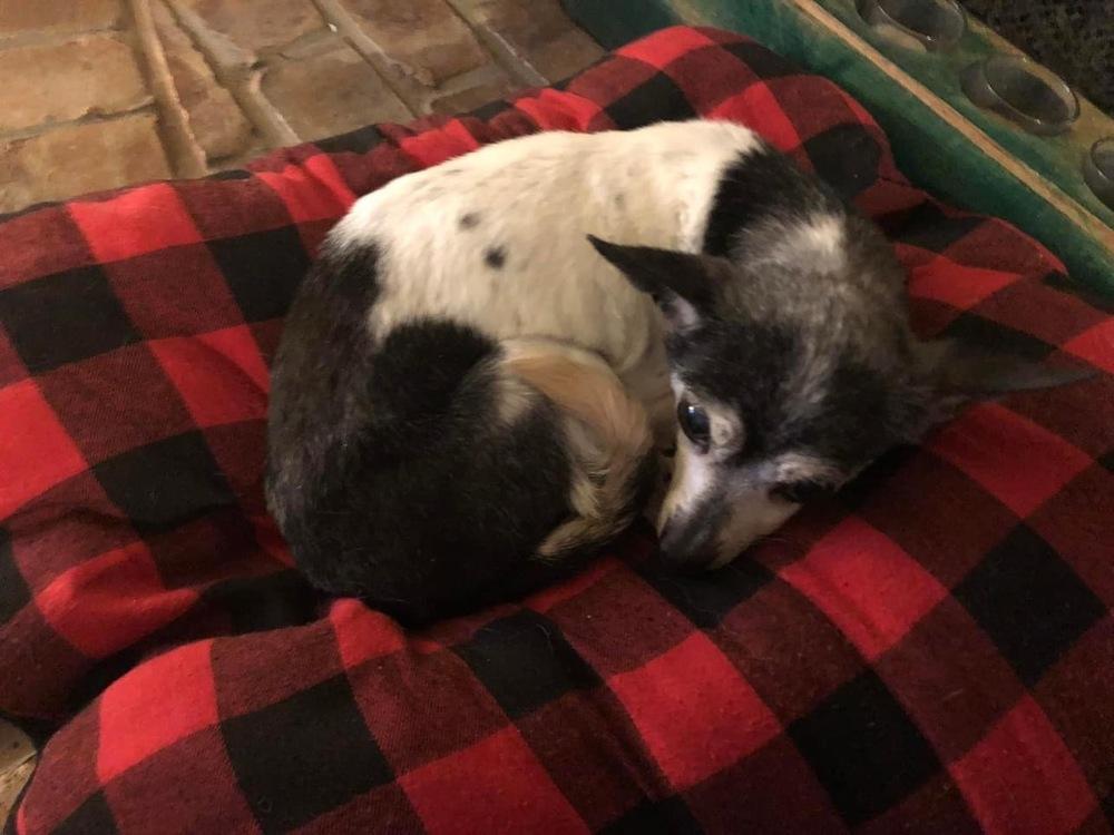 Enlarge Pixie Dust sanctuary dog, a Adoptable Chihuahua in Blanchard, OK image 4/5