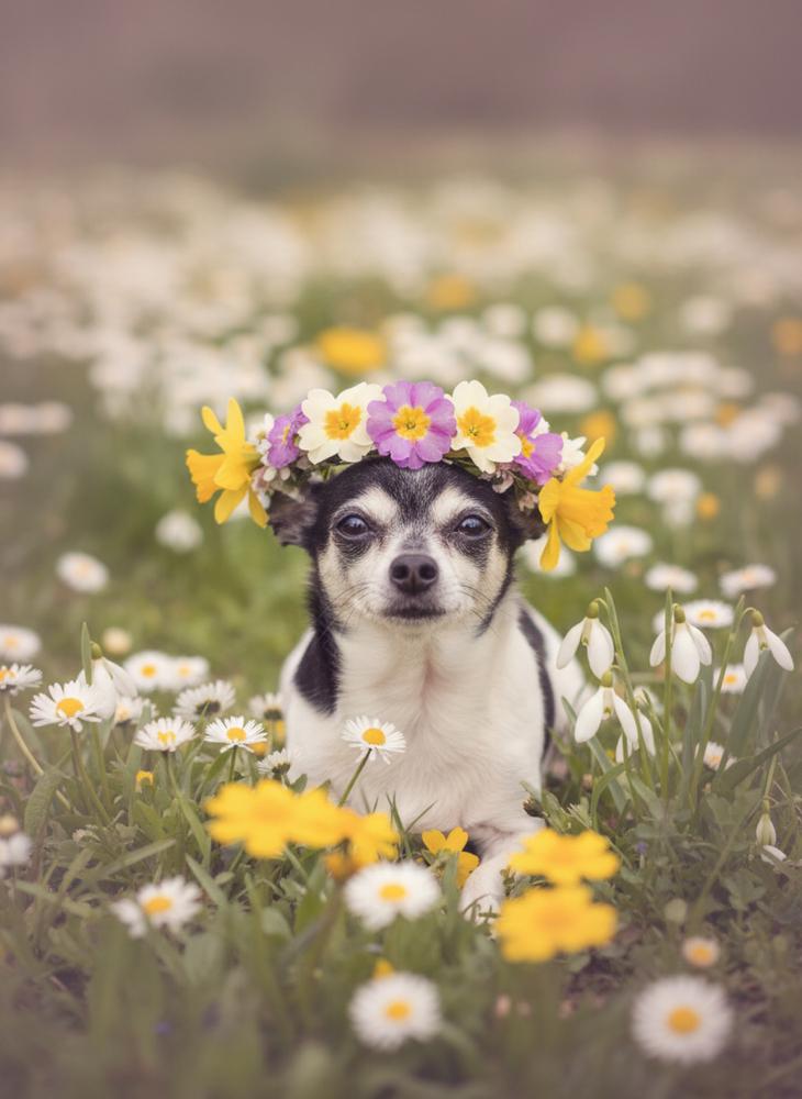 Enlarge Pixie Dust sanctuary dog, a Adoptable Chihuahua in Blanchard, OK image 6/6