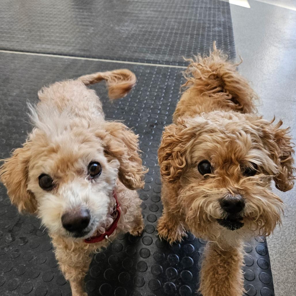 Hobbs — thumbnail 2