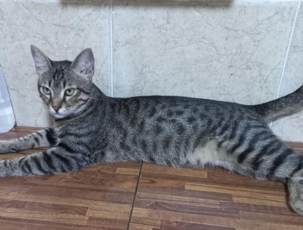 Kitty, Young Male unknown