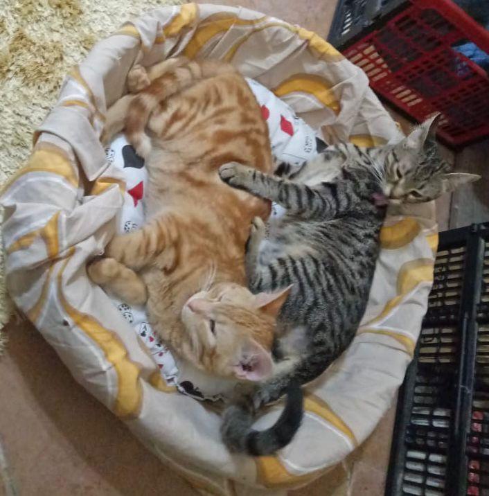 Kitty photo 4