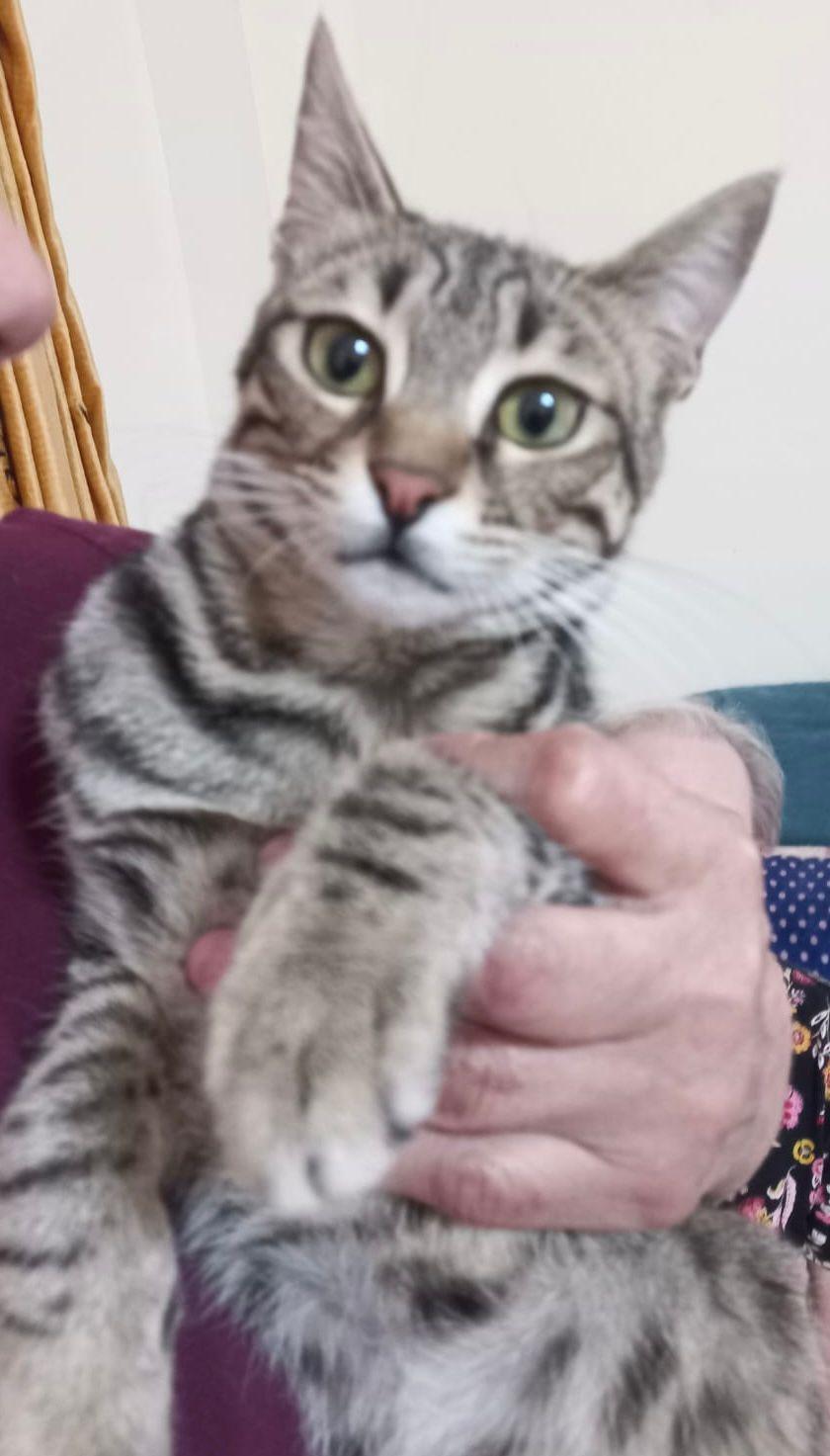 Kitty photo 2