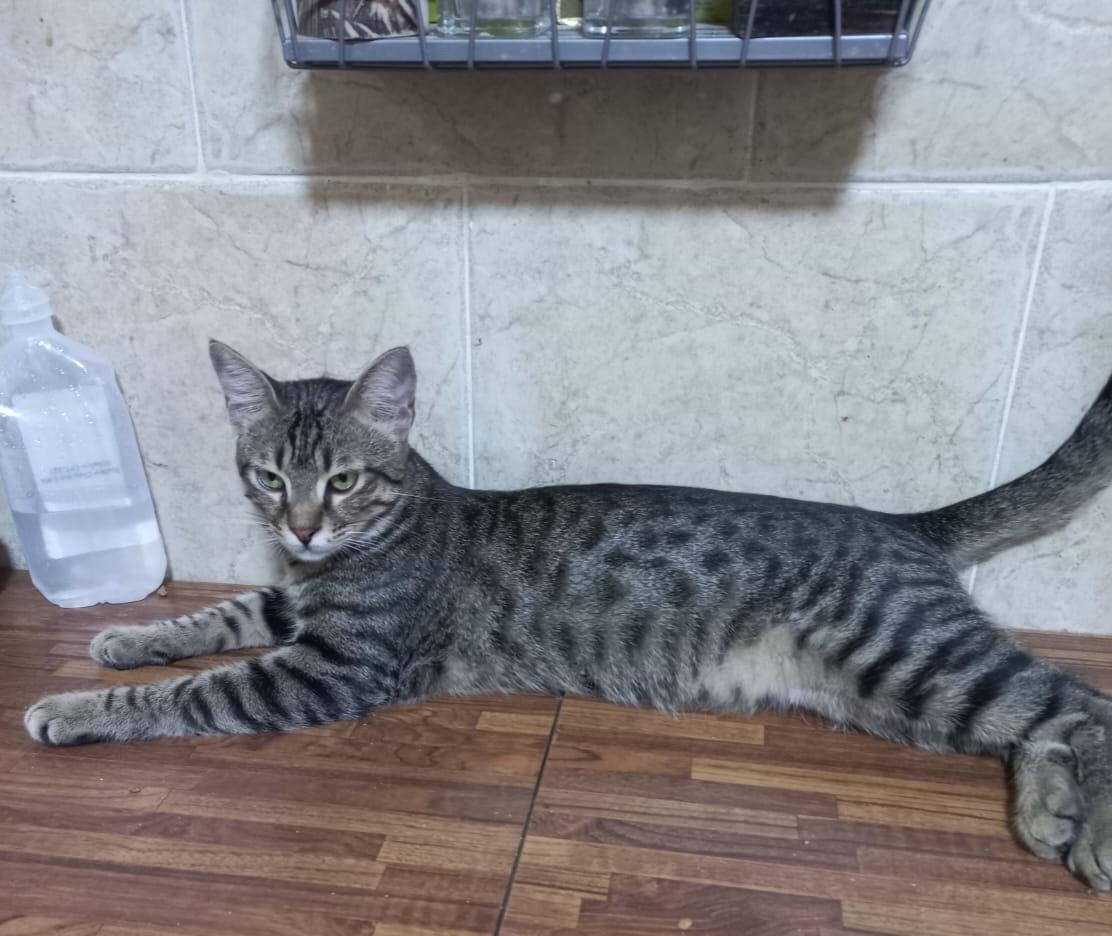 Kitty photo 3