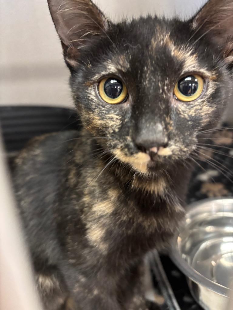 Enlarge Junie, a Adoptable mixed breed in Midland, TX image 1/1