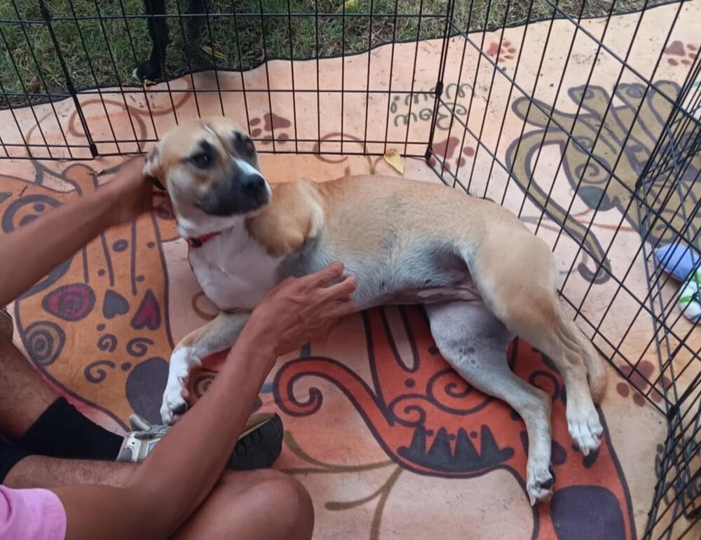 Enlarge Beatrice (Tri-Pod), a Adoptable mixed breed in Gillsville, GA image 1/6