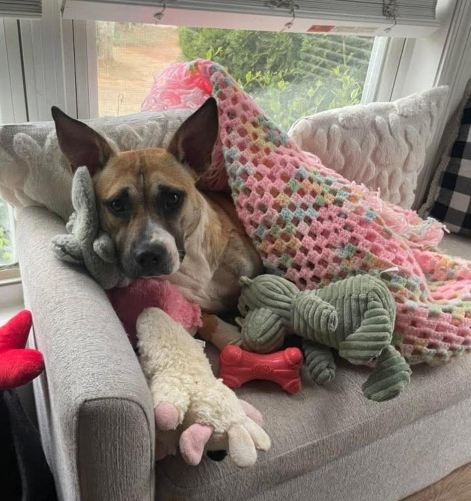 Enlarge Beatrice (Tri-Pod), a Adoptable mixed breed in Gillsville, GA image 2/6