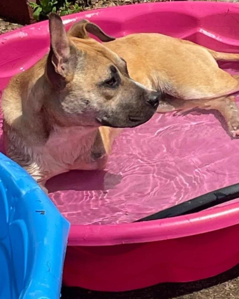 Enlarge Beatrice (Tri-Pod), a Adoptable mixed breed in Gillsville, GA image 3/6