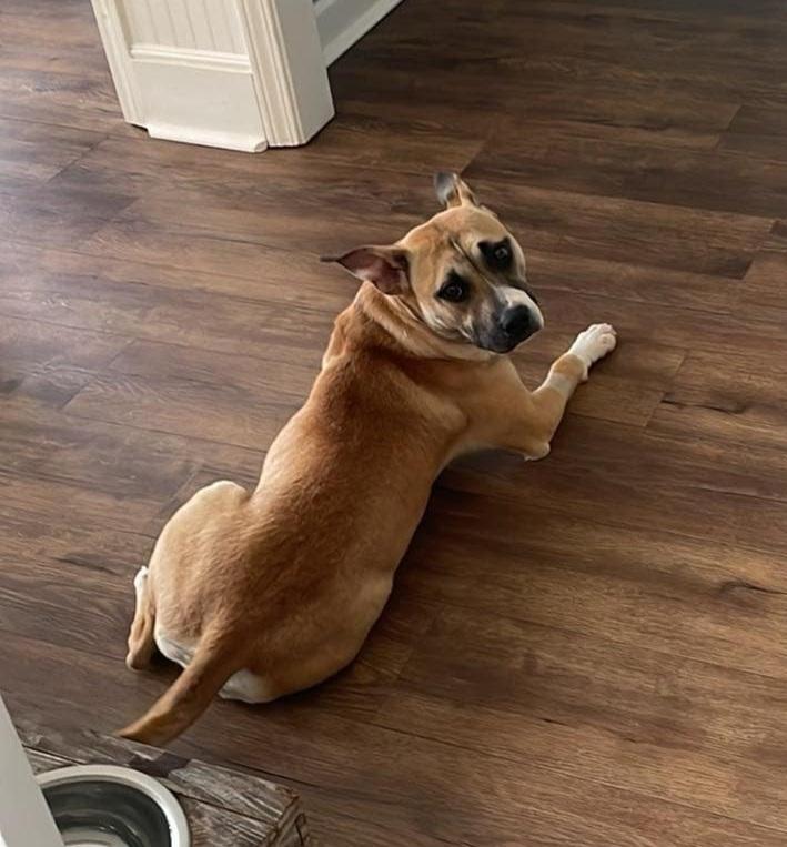 Enlarge Beatrice (Tri-Pod), a Adoptable mixed breed in Gillsville, GA image 4/6